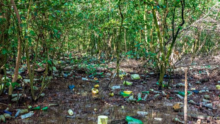 Manglar de Juan Díaz. Los desechos sólidos impactan en el ecosistema.