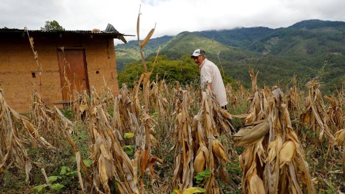 Imagen de archivo de un campesino caminando por una milpa de maíz afectada por falta de lluvia, en el cerro La Mora en el Municipio de Santa Lucía, del departamento de Francisco Morazán, en Honduras.