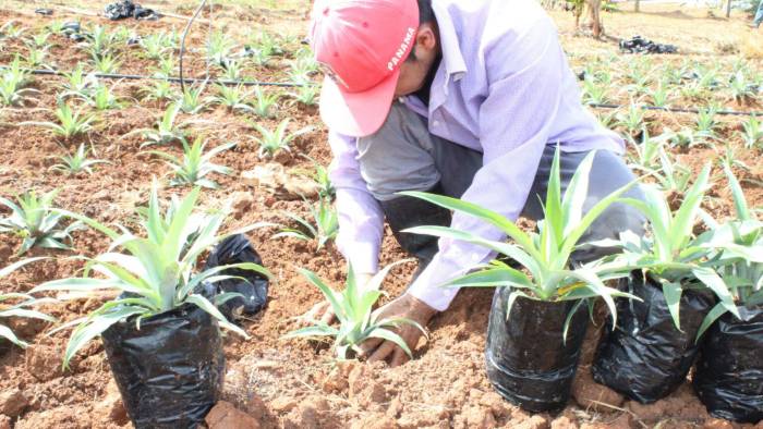 La finca Agrícola Chorrerana por una año será objeto de un riguroso monitoreo agronómico y fitosanitario en la producción de piña ‘in vitro’.