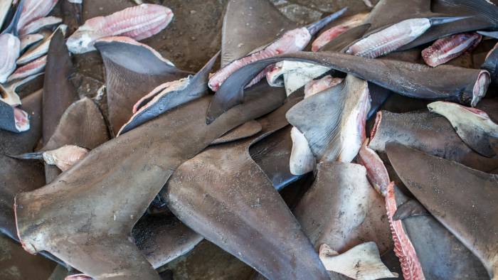 El aleteo de tiburones pone en riesgo la existencia de la especie.