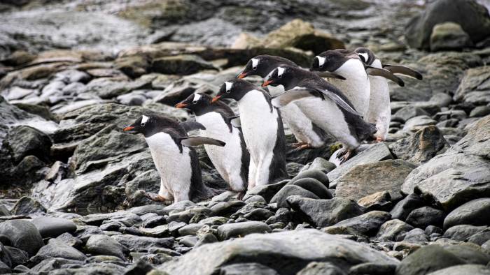 Vista de unos pingüinos en Chile. Aislados, sensibles, misteriosos e imprescindibles para el bienestar de las comunidades que los rodean, los bosques de algas de las aguas subantárticas que bañan el extremo sur de Chile son un centinela de excepción de la vulnerabilidad climática bajo aguas del principio del mundo.