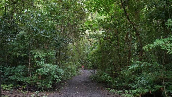 El área destinada a los arboretos varía según los recursos económicos, pero deben medir entre 10 y 200 hectáreas.