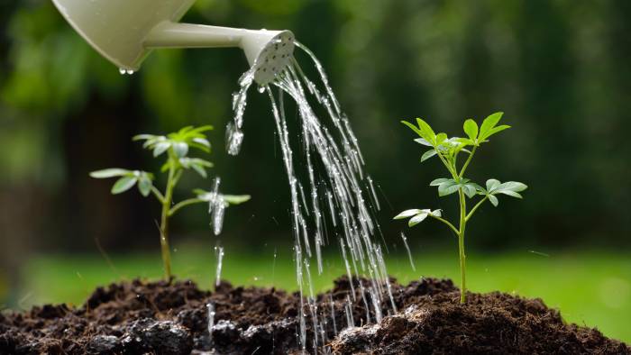 Consejos para mantener un jardín verde, saludable y reluciente