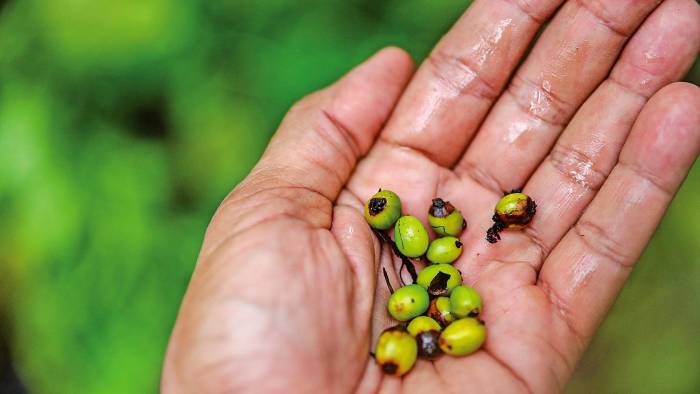 Granos de café robusta en la finca Adriana Victoria del productor Gustavo González.