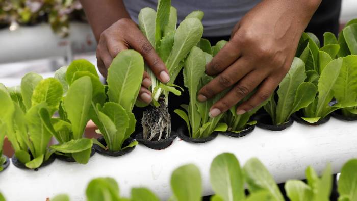 Fotografía de un cultivo de hortalizas y lechugas en una terraza de la comuna 13, el 1 de marzo de 2024, en Medellín.