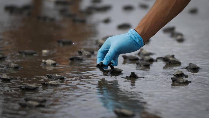 Un voluntario ayuda a neonatos de tortugas Lora marinas (lepidochelys olivacea) tras ser extraídas de los nidos del vivero de la Fundación Tortuguías, para ser liberadas en las costas de Punta Chame.