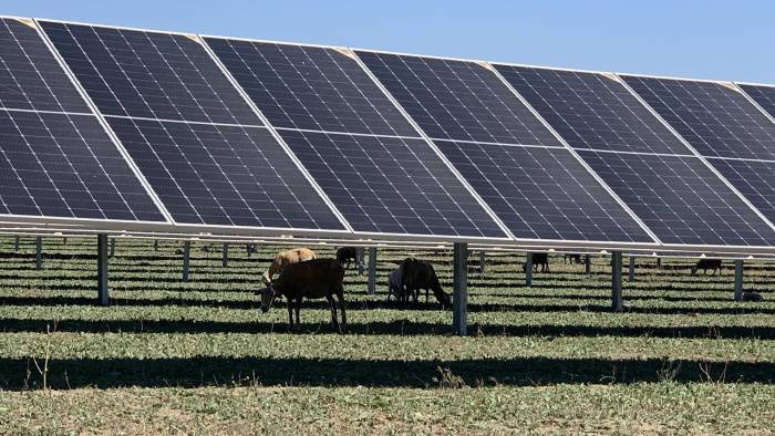 Unas cabras pastan en la sombra debajo de unos paneles solares, en una imagen de archivo.