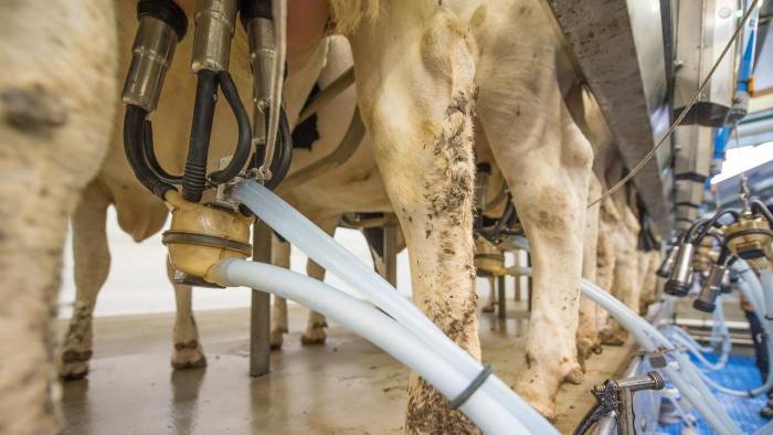 La USDA exigió recoger muestras de leche cruda de los hatos ganaderos para descartar brotes de gripe aviar.