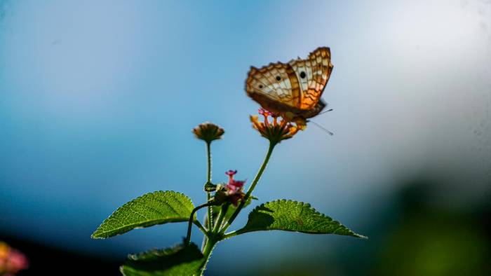 Las mariposas son los insectos más comunes.