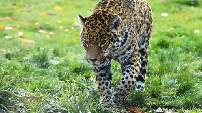 El primer censo de jaguares en Panamá destaca la conservación y el rol femenino en la protección de esta especie.