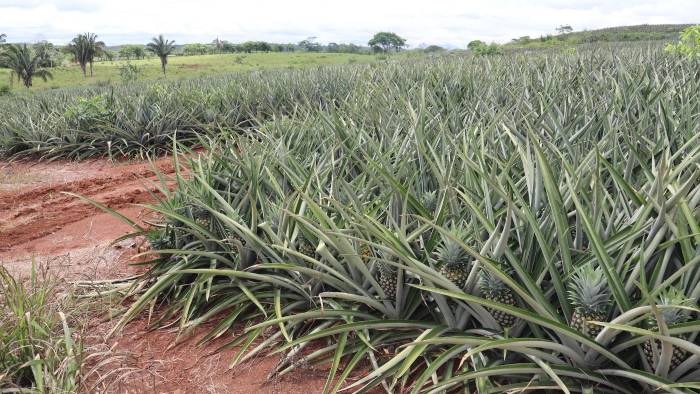 Producción de piña en la provincia de Panamá Oeste.