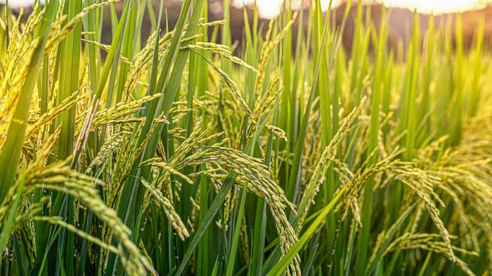 La producción de arroz se encuentra entre los rubros que ya no recibirán compensación, por parte del MIDA.