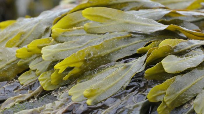 El cultivo de algas se realiza en criaderos con agua de mar tratada y enriquecida con nutrientes