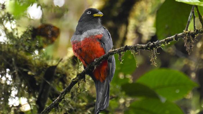 Un ‘trogon macena’, especie que forma aprte de la rica diversidad natural en el área.