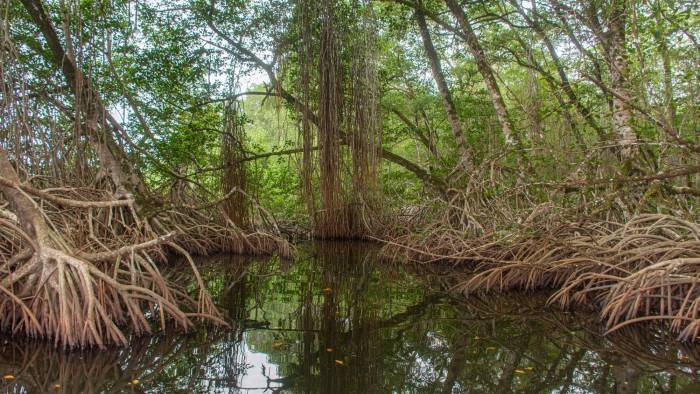 Manglares: guardianes ante el cambio climático