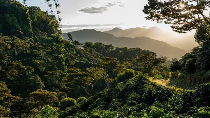 Cafetales de Finca Lérida en las montañas de Boquete.