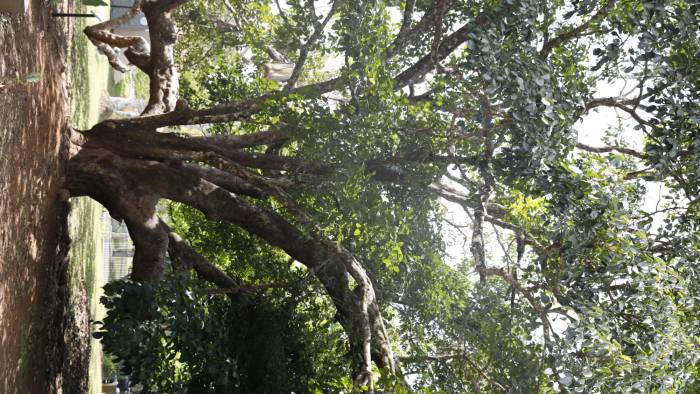 El árbol de legado, ‘árbol de tigre’ es el único que está en el país