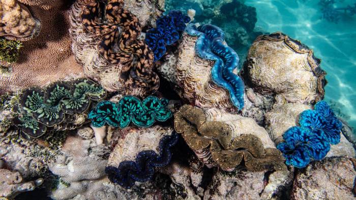 “Los arrecifes de coral de Bikar y Bokak son una máquina del tiempo, es como bucear en el océano de hace 1.000 años”, ha apuntado Enric Sala, Explorador Residente de National Geographic y fundador de Pristine Seas.