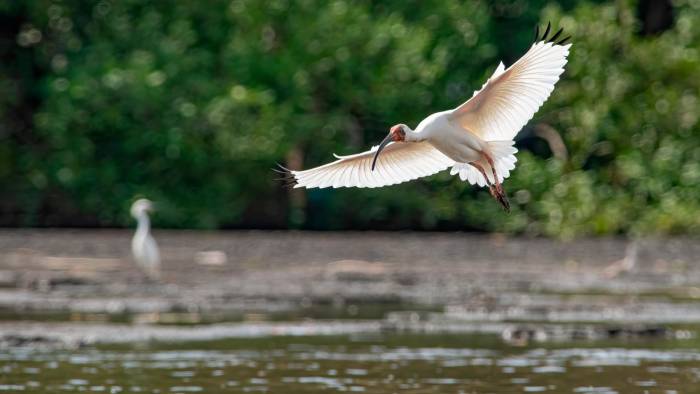 Biodiversidad, Panamá Viejo.