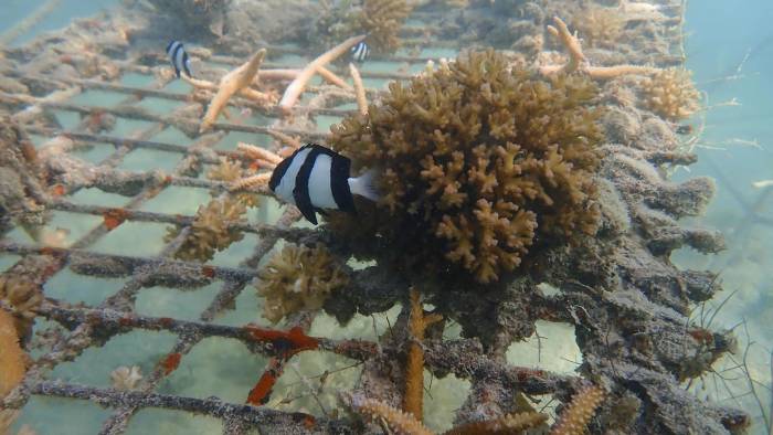 De acuerdo con los registros de NOAA, los primeros indicios de la repetición de este fenómeno ocurrieron el año pasado en el Caribe.