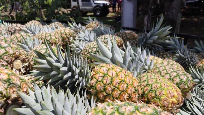 Piñas producidas en el corregimiento de Herrera, Panamá Oeste.