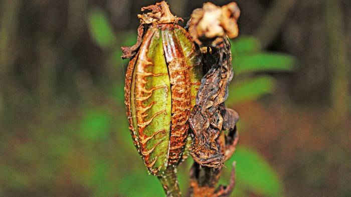 Se le encuentra en las laderas de la Cordillera Central y en la mayoría de las provincias: Coclé, Veraguas, Herrera, Panamá y Colón.