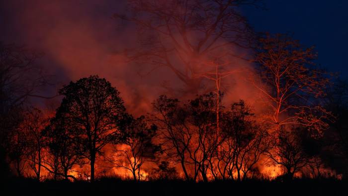 Un inciendo forestal afecta criticamente la biodiversidad.