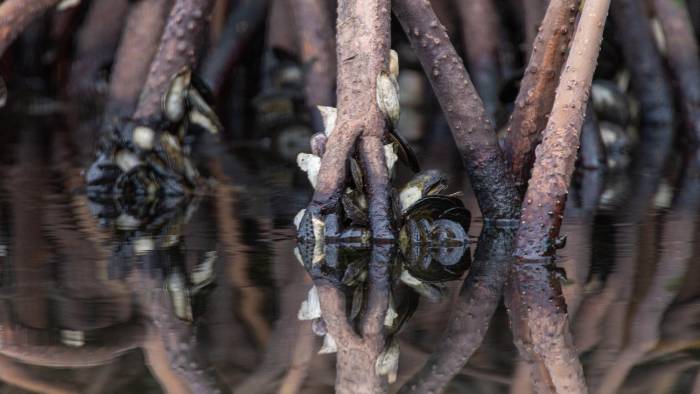 Investigadores realizan giras para determinar la calidad de sedimentos marinos en las bahías de Panamá y Chame.