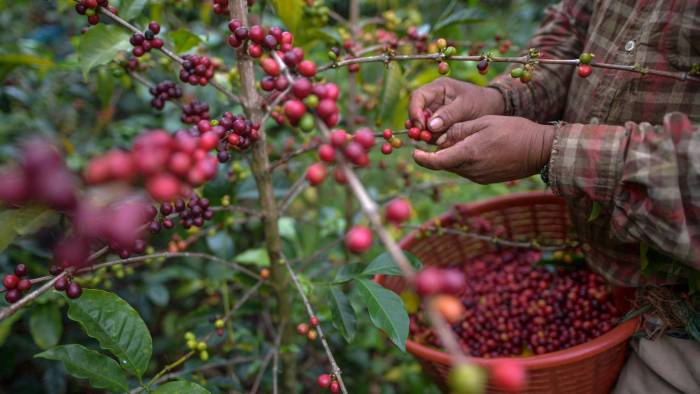 En la actualidad hay cerca de 6.000 productores de café en Panamá.