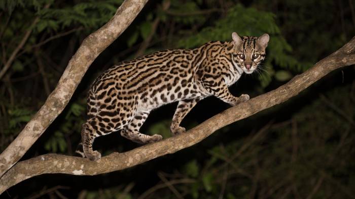 El jaguar, el puma y el manigordo, que son blancos fáciles debido a la percepción de que representan una amenaza.