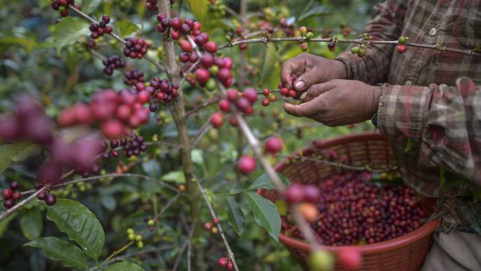 Datos del Mida muestran que el parque cafetalero de Panamá es de cerca de 21,000 hectáreas, de las cuales unas 12.400 son de arábigo y el resto de robusta.