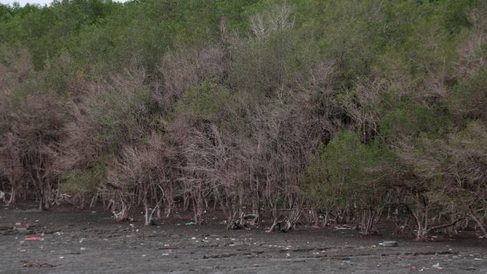 En 2023, los manglares de la Bahía de Panamá se secaron por la alta salinidad, a raíz de la sequía que sufrió el país.