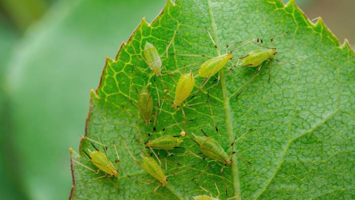 5. Evita las plagas: Los insectos han desarrollado la habilidad de instalar su prole en las plantas débiles que han pasado por una fertilización nitrogenada excesiva lo que causa el desarrollo de plagas. Mantener el debido cuidado mantendrá las plantas saludables y evitará la propagación de plagas.