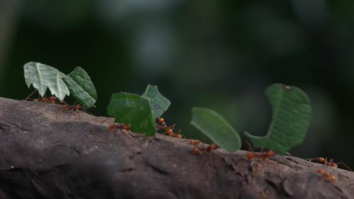 Las hormigas cortadoras de hojas o arrieras son conocidas por su capacidad de causar grandes estragos en los cultivos agrícolas.