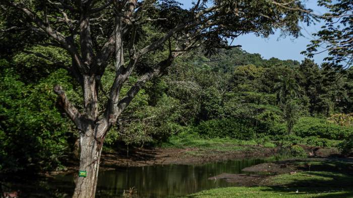 El humedal de los capibaras, ubicado en Albrook, es una de las zonas elegidas para la reubicación de caimanes o cocodrilos.