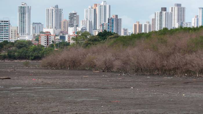 Un fenómeno similar ocurrió entre 2015 y 2016. Los manglares de Panamá Viejo, Juan Díaz y La Maestra perdieron sus hojas y la coloración del follaje.