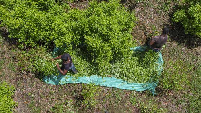 Vista aérea de raspachines (recolectores de hoja de coca) trabajando en un campo de hoja de coca cerca del municipio de Olaya Herrera, departamento de Nariño, Colombia