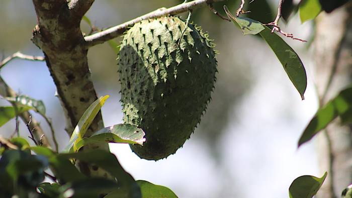 Las guanábanas son uno de los cultivos de la finca agroforestal.