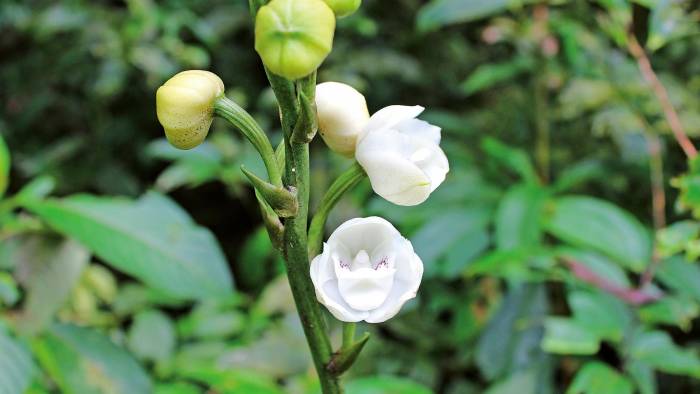 Las flores son blancas, carnosas y en la parte interna presenta una estructura que recuerda una paloma.