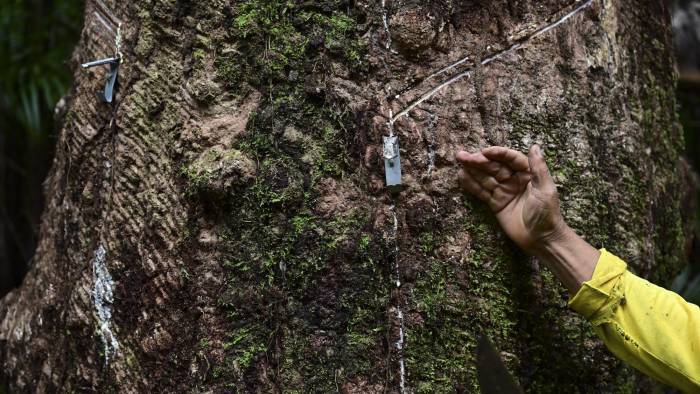 Diferentes cicatrices en un árbol de caucho, que resultaron de los diferentes métodos utilizados para extraer caucho.