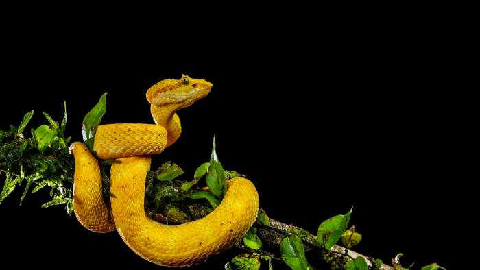 Bocaracá, serpiente arbórea venenosa.