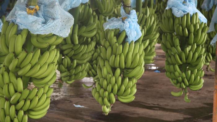 Costa Rica es uno de los principales exportadores de banano del mundo, con más de 120 millones de cajas, lo que equivale a $100 millones por año.