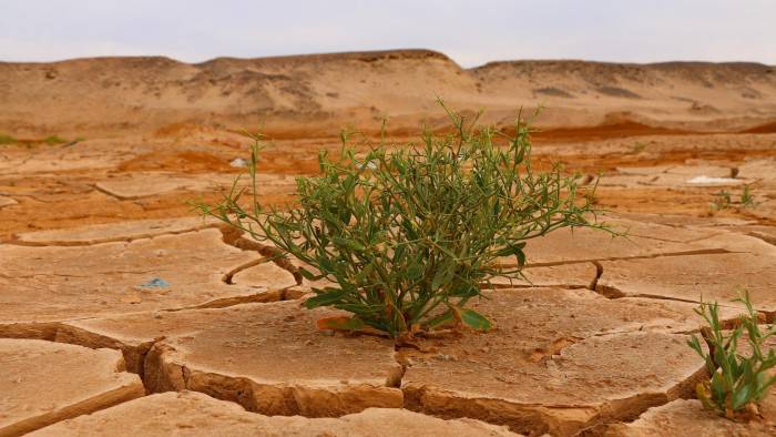 La degradación generalizada de la naturaleza está agravando la crisis climática.