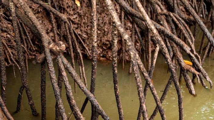 Los manglares del golfo de Montijo son importantes para conservar la biodiversidad y para el sustento humano.