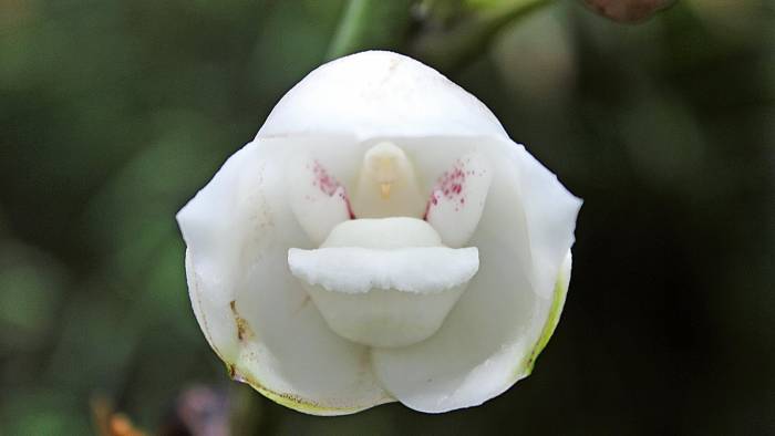 La Flor del Espíritu Santo se encuentra protegida por disposiciones nacionales e internacionales.