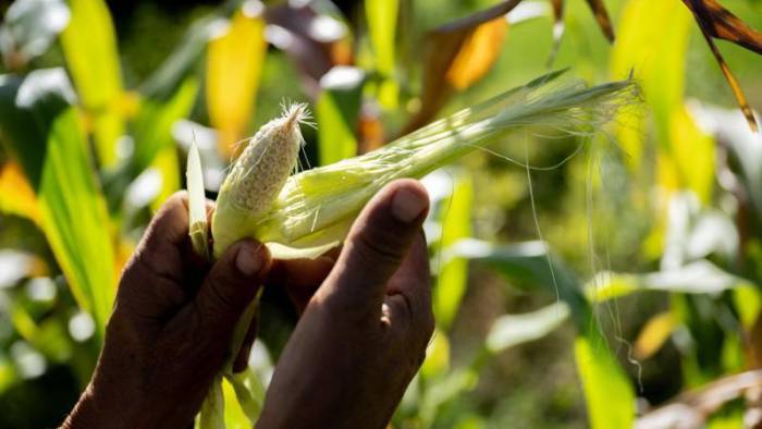 Los pequeños agricultores producen casi la mitad de los alimentos del mundo, aunque también se enfrentan al hambre y la pobreza.