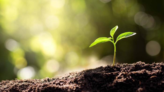 1. Comienza con un suelo sano: La empresa española de ‘merchandising’ y papelería ecológica Sheedo Studio aconseja que el primer paso para lograr el jardín de tus sueños es conseguir un suelo nutrido, vivo y libre de químicos ya que es “la base de la salud de las plantas”. Advierten la importancia de evitar el uso de fertilizantes y fitosanitarios que provocan el daño y ataque de plagas al igual que crear “formas insolubles en el suelo y contaminan las aguas”.