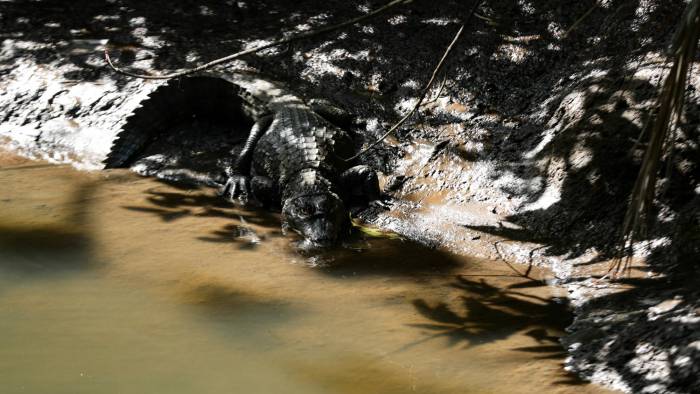 Reptiles en la urbe: la convivencia de cocodrilos y humanos en Panamá