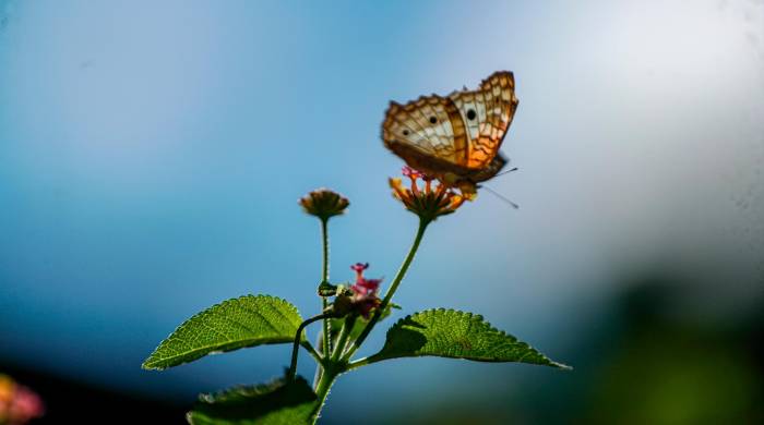 Las mariposas son los insectos más comunes.