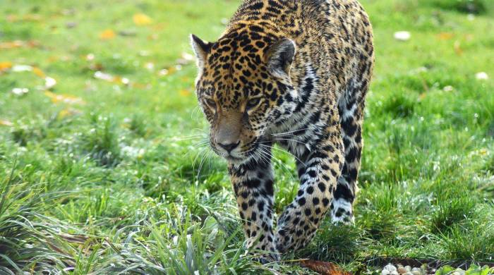 El primer censo de jaguares en Panamá destaca la conservación y el rol femenino en la protección de esta especie.